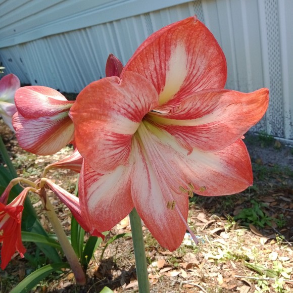 adrianaramoa222